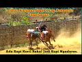 Download Lagu Latihan Karapan Sapi Di Lap Asemanis Pamekasan Ada Sapi Kecil Bakal Jadi Sapi Ngadurus. 