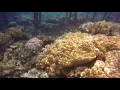 Download Lagu Mangkur Kodong Raja Ampat