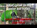 suara asli pikat cucak ijo big gacor memanggil yg liar cocok untuk masteran burung bahan juga mikat