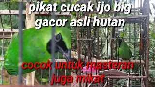 suara asli pikat cucak ijo big gacor memanggil yg liar cocok untuk masteran burung bahan juga mikat