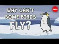 Download Lagu Why can't some birds fly? -  Gillian Gibb