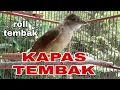 Download Lagu Kapas tembak masteran roll tembak