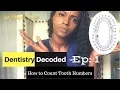 How to Count Tooth Numbers Dentistry Decoded Ep 1
