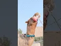 What do camels vomit out