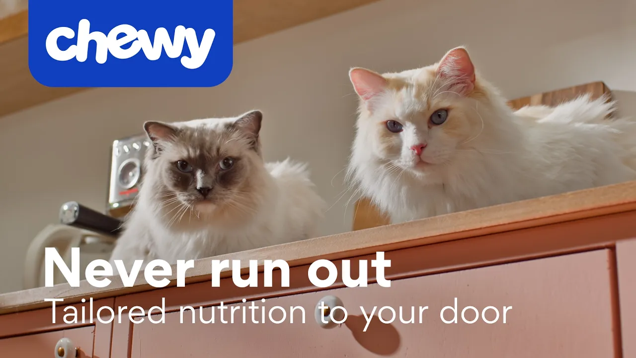 Chewy — Chewy — Never Run Out of Pet Food (YouTube video ad)