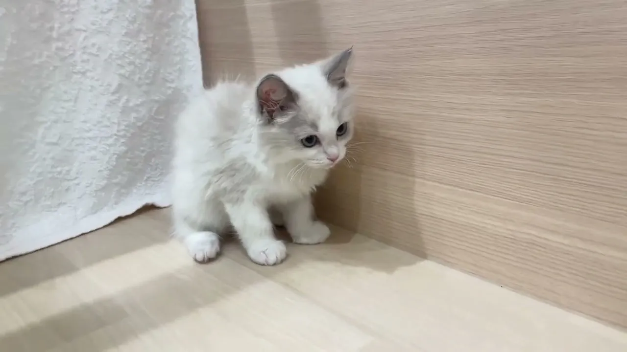 動画