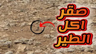 صقر يأكل طير حمام اول مره اشوف هذا المنظر 