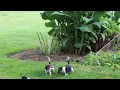 Beagle Puppies For Sale
