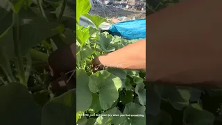 غز ة يا أرض المعجزات خذلهم العرب فأحاطتهم العناية الإلهية 