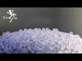 Self breed ranchu laid eggs