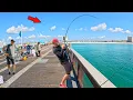 Download Lagu Walked to the End of the Gulf Pier and Caught This! *GIANTS*