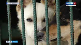 Условия содержания бродячих собак будут улучшены