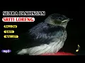 Download Lagu Suara Burung Sriti | Suara Burung Rambatan loreng