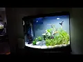 Aqueon 36 Bowfront update