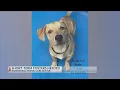 Short-term fosters needed for animals at Bakersfield Animal Care Center
