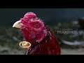 Download Lagu AYAM BERKOKOK DI PAGI HARI, TANDA MELIHAT MALAIKAT?