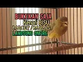 Download Lagu Kenari Gacor Cuit cuit Ngerol TAJAM, TERAPI AMPUH Kenari MACET, Pancingan Kenari Paud Belajar Bunyi