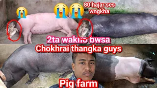 ani 2ta wakno pig bwsa chokhrai thankha guys tripura kokborok viral vlog video2026