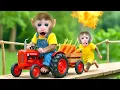 Download Lagu Monkey BeBe adorable harvests carrots in the garden with his little brother and then makes juice!