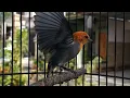 Download Lagu KEMADE jantan gacor | Suara MASTERAN ampuh untuk pancingan burung cabe cit keres BAHAN agar bunyi