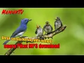 Download Lagu suara pikat burung kahicap ranting ribut MP3 | untuk burung yang susah turun 💯 nempel
