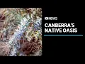 How the Canberra community of Weston transformed a dustbowl into a native oasis ABC News