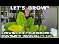 PHILODENDRON MOONLIGHT 101 Light Water and Soil Tips for a Healthy Houseplant