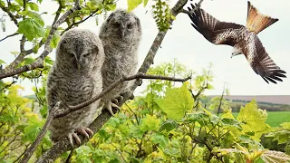 Terrifying moment A Red Kite Hunts These Tawny Owlets | Luna & Shadow | Robert E Fuller