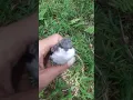 Download Lagu suara anakan burung jinjing batu/nemu di hutan@manuk murah
