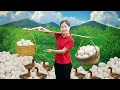 Lagu Harvesting A Lot Of Duck Eggs To Sell At The Market - Village Life | Tieu Tam Daily Life