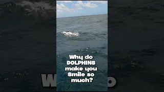 Best Day 🐬 #dolphin #caribbean  #sailing #travel #shorts