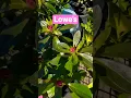 Lowe s Plants Flowers Bushes