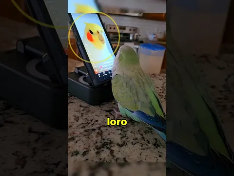 Este loro estaba buscando el amor 😂