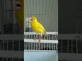 Download Lagu Fingerless Canary 2 Yellow bird  #canary #kenari #birds