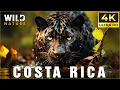 Download Lagu Costa Rica’s Secret Forest | Home to Nature’s Most Intriguing Creatures