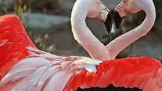 حماده الكومي عاشق دندنها