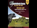 Schiefelbein Farms - Annual Angus Bull Female Sale