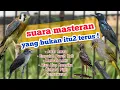 Download Lagu MASTERAN Yg BUKAN ITU2 TERUS! Burung masteran tembakan