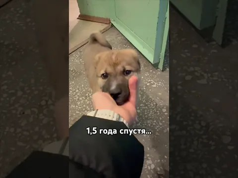 Щенок из подъезда 1,5 года спустя. Гришуня чудесный парень- большой добряк.