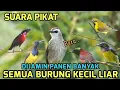 Download Lagu Suara pikat burung kecil paling ampuh#pikatpemanggilburung