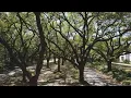 Pollen counts breaking records in Houston