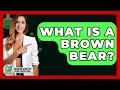 Download Lagu What Is A Brown Bear? - Biology For Everyone