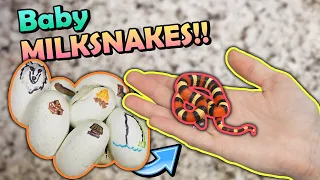 Sassy Baby Milksnakes Hatching!
