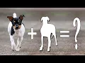 Top 10 Rat Terrier Mixes Cross Breed Dogs Rat Terrier Mixes