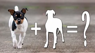 Top 10 Rat Terrier Mixes Cross Breed Dogs Rat Terrier Mixes