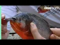 Holding a Red Bellied Piranha Ultimate Killers BBC Earth
