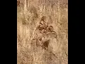 Silverton Bigfoot Captured on