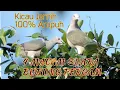 Download Lagu Suara Panggil Burung Pergam Hijau Kalimantan || 4 Nada Suara