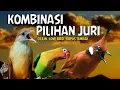 PILIHAN JURI TERBAIK‼️KOMBINASI CILILIN KAPAS TEMBAK LOVE BIRD JERNIH BERJEDA GAMPANG MASUK