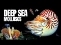 Download Lagu The Alien World of Deep Sea Molluscs